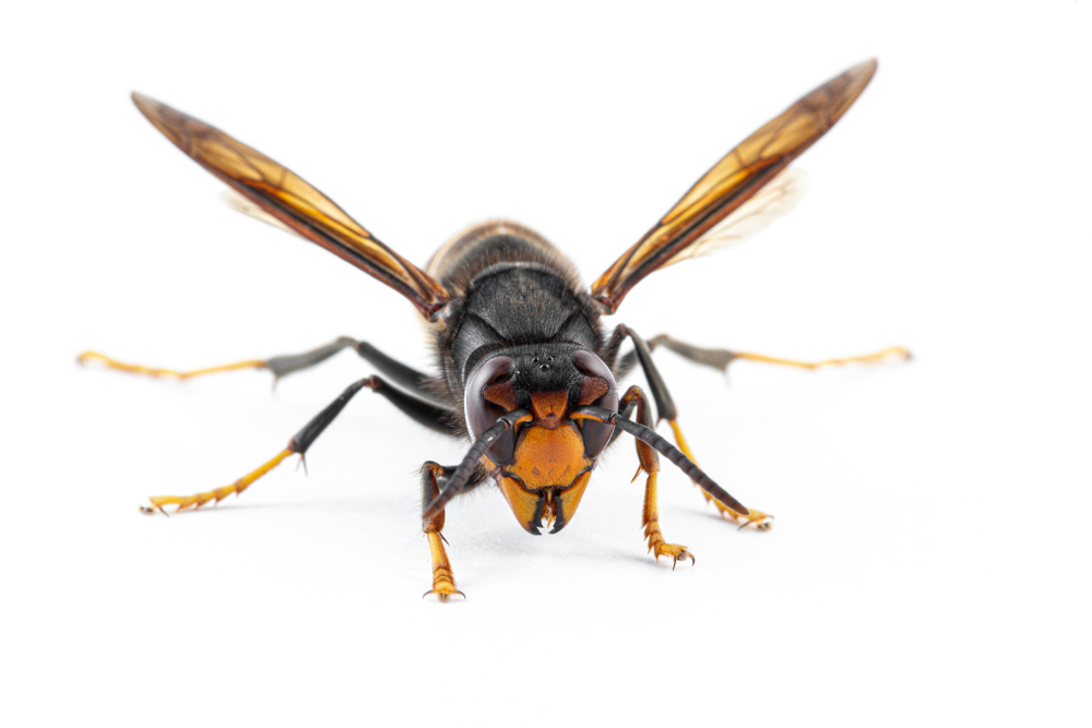 Asian,Hornet,,Also,Known,As,The,Yellow-legged,Hornet,(vespa,Velutina)