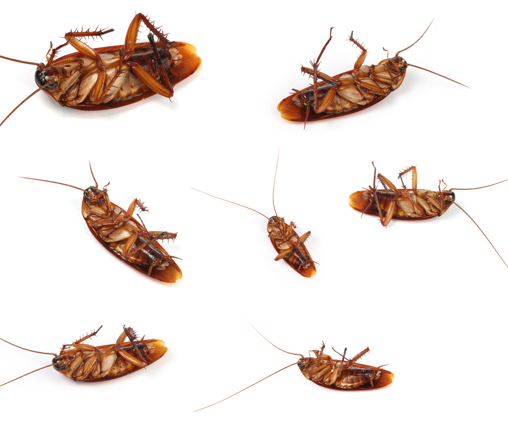 Compilation,Of,Cockroach,Macros
